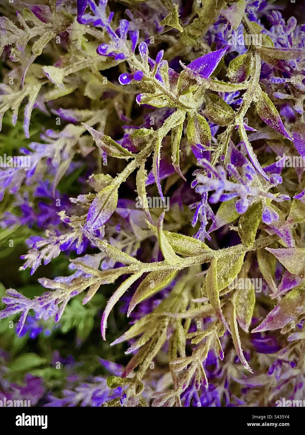 Closeup. Fresh lavender fills entire frame. - Smartphone Captured Stock Image