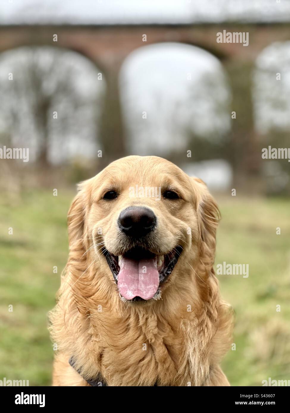 Front portrait of a happy Golden Retriever pet dog sitting outdoors with mouth open and tongue out by a viaduct bridge seen blurry in background - Smartphone Captured Stock Image