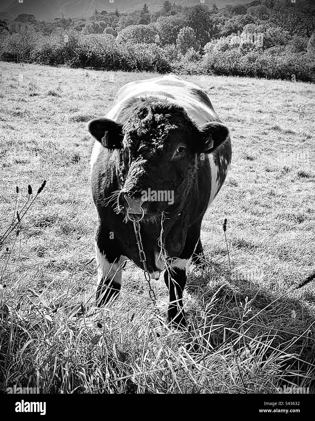 Bulle stier Black and White Stock Photos & Images Alamy