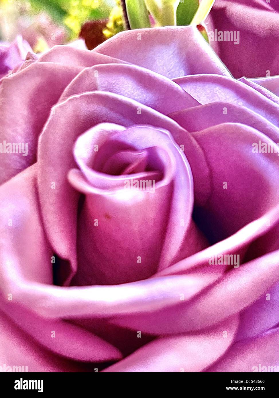 Soft closeup of lavender pink rose with a hint of bright green stem in background. - Smartphone Captured Stock Image