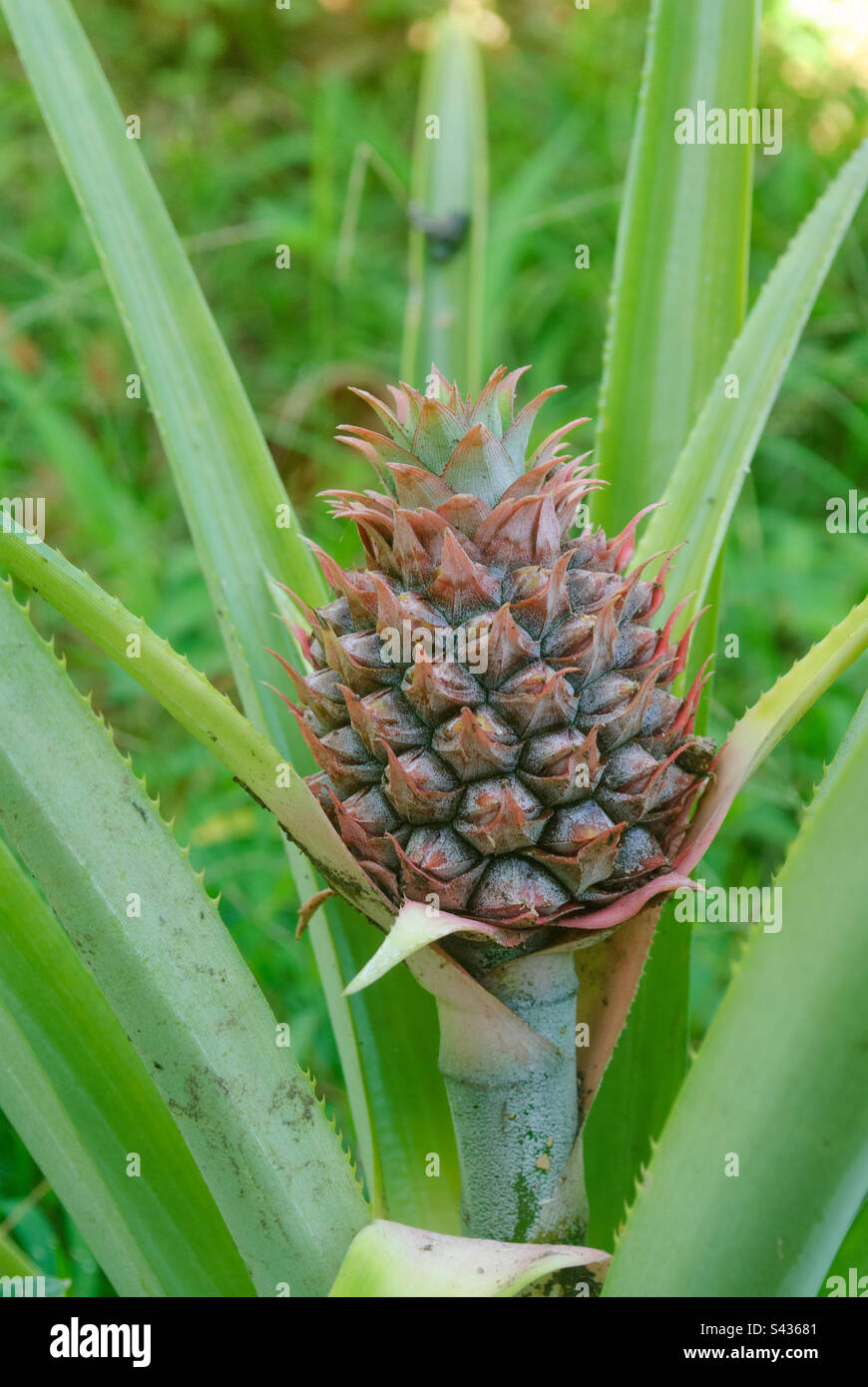 A pineapple plant with a fruit in nature background Stock Photo Alamy