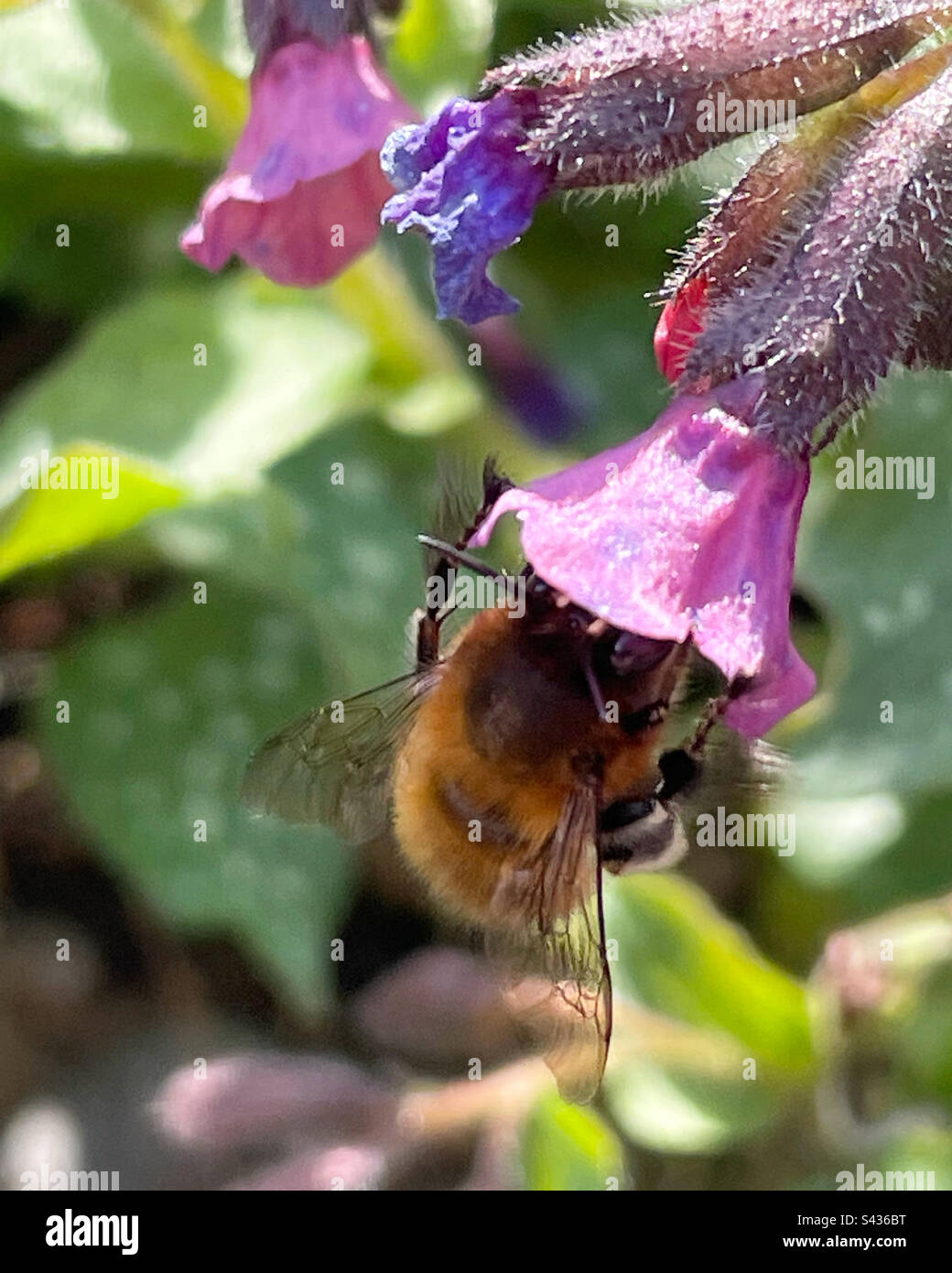 Pulmonaria officinalis and bee pollination Stock Photo