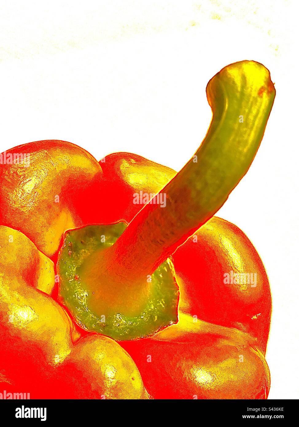Saturated red bell pepper on stark white background comes up from lower right corner. Includes print space. - Smartphone Captured Stock Image