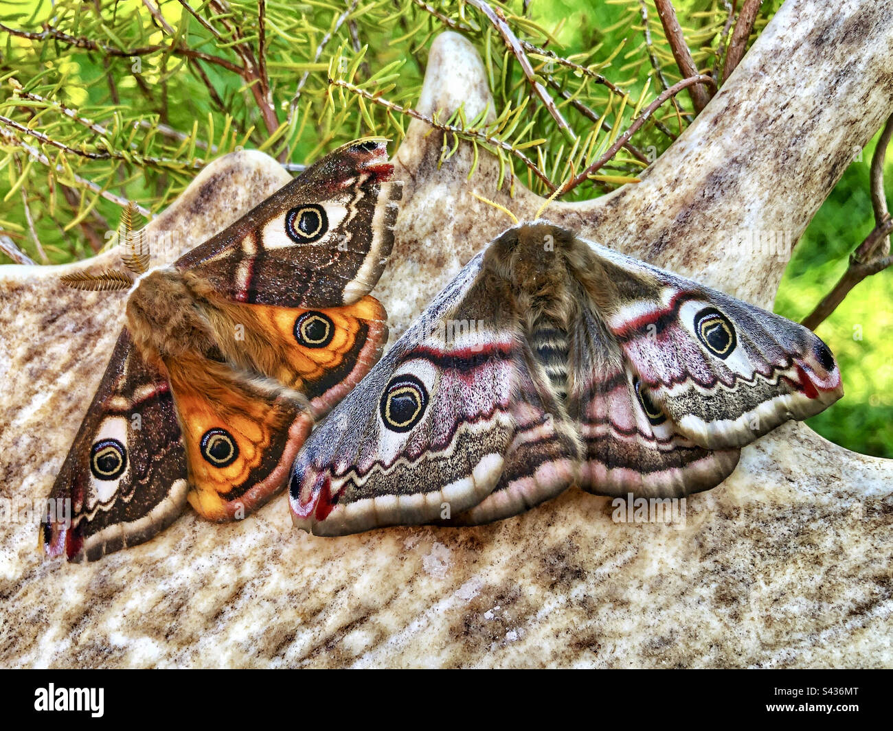 Emperor moth pair (Saturnia pavonia) Britains only silkmoth, photographed on a fallow deer antler - Smartphone Captured Stock Image