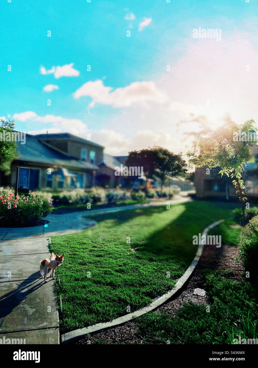 A bright mornin’ stroll - Smartphone Captured Stock Image