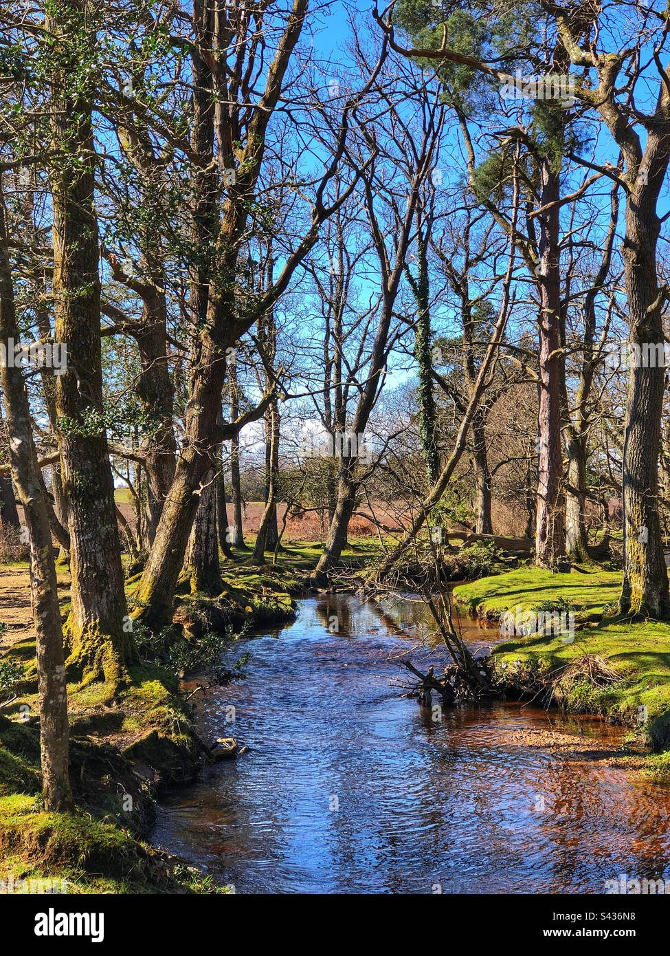 Ober Water in Springtime at the New Forest National Park Brockenhurst Hampshire United Kingdom - Smartphone Captured Stock Image