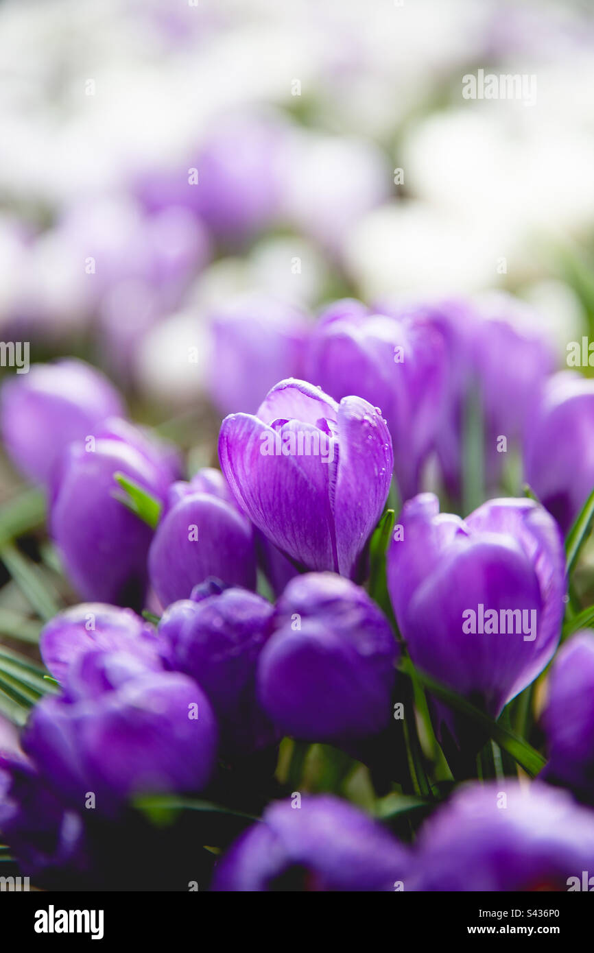 Full frame flower image of springtime purple crocuses in a beautiful colourful flowerbed - Smartphone Captured Stock Image