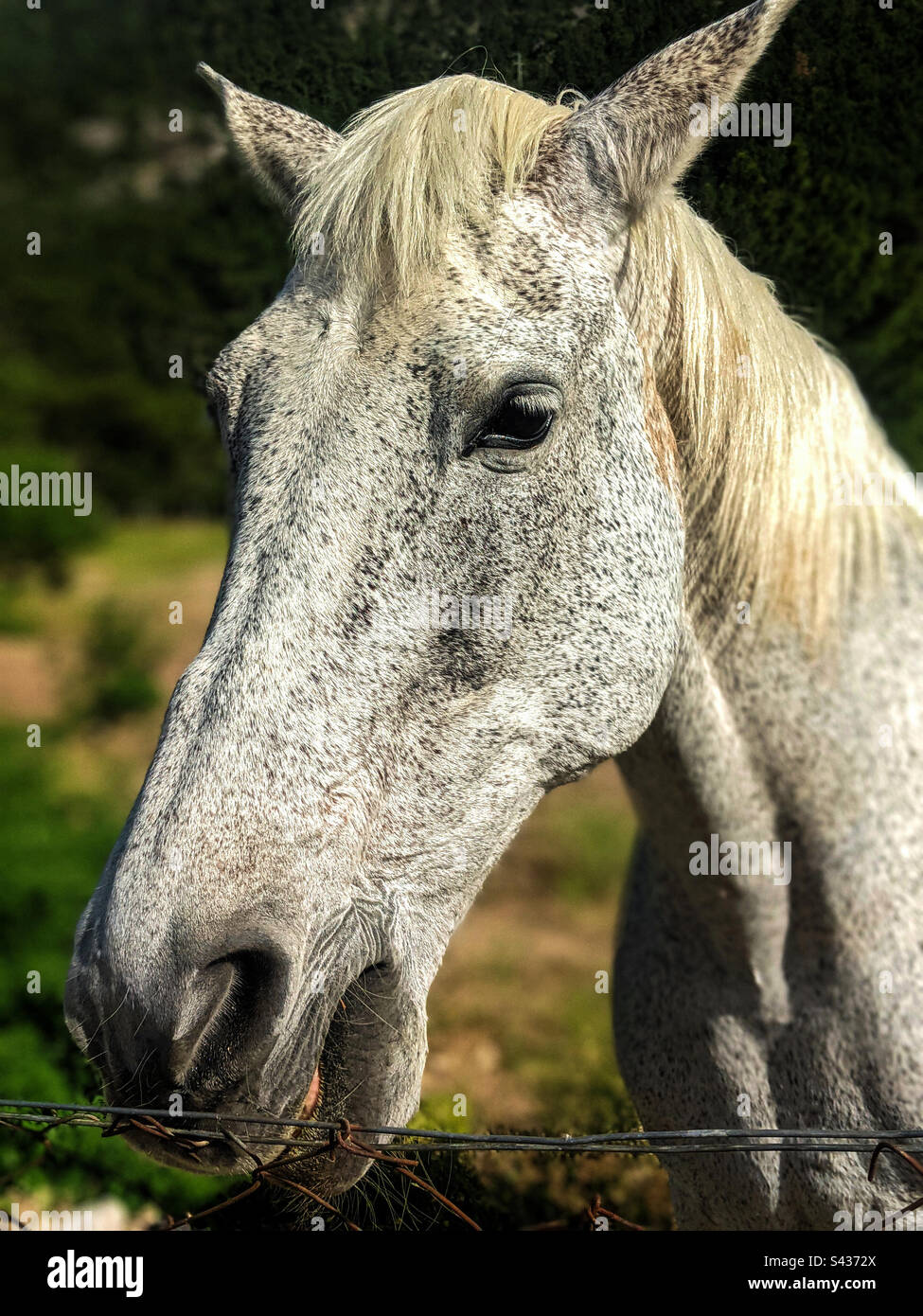 White horse with small black spots. Stock Photo