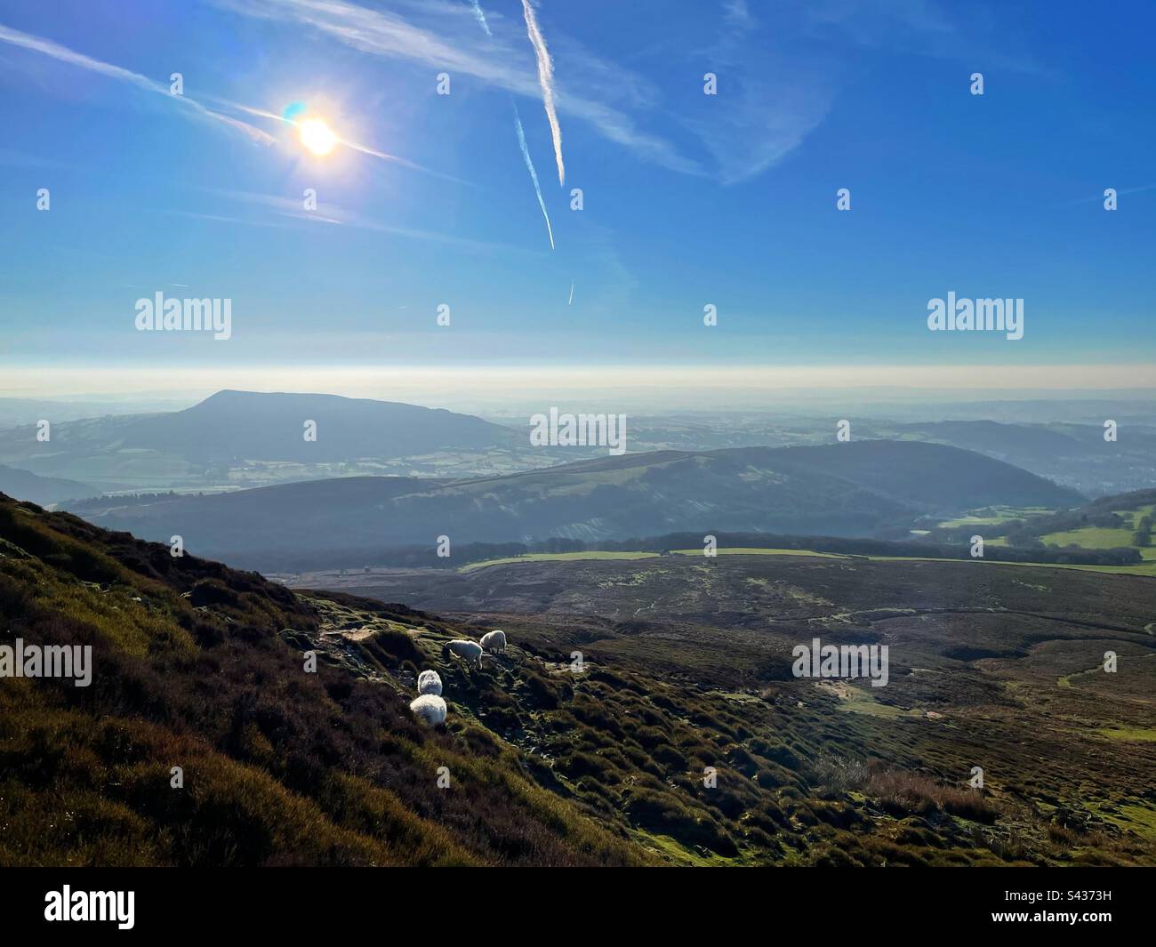 Sheep grazing on Sugarloaf mountain, Abergavenny, Brecon Beacons, Wales. - Smartphone Captured Stock Image