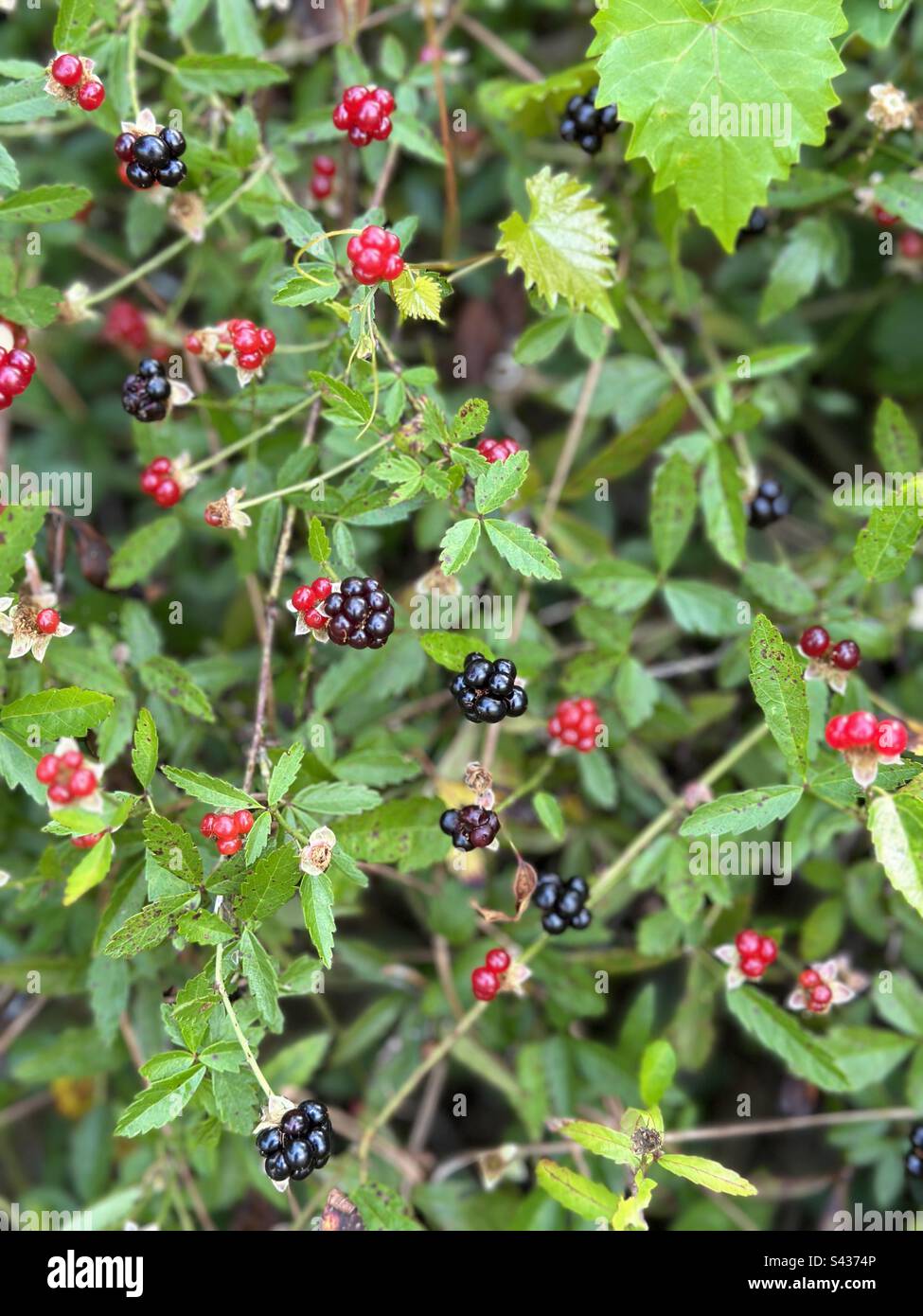 Wild raspberries growing in the forest Stock Photo