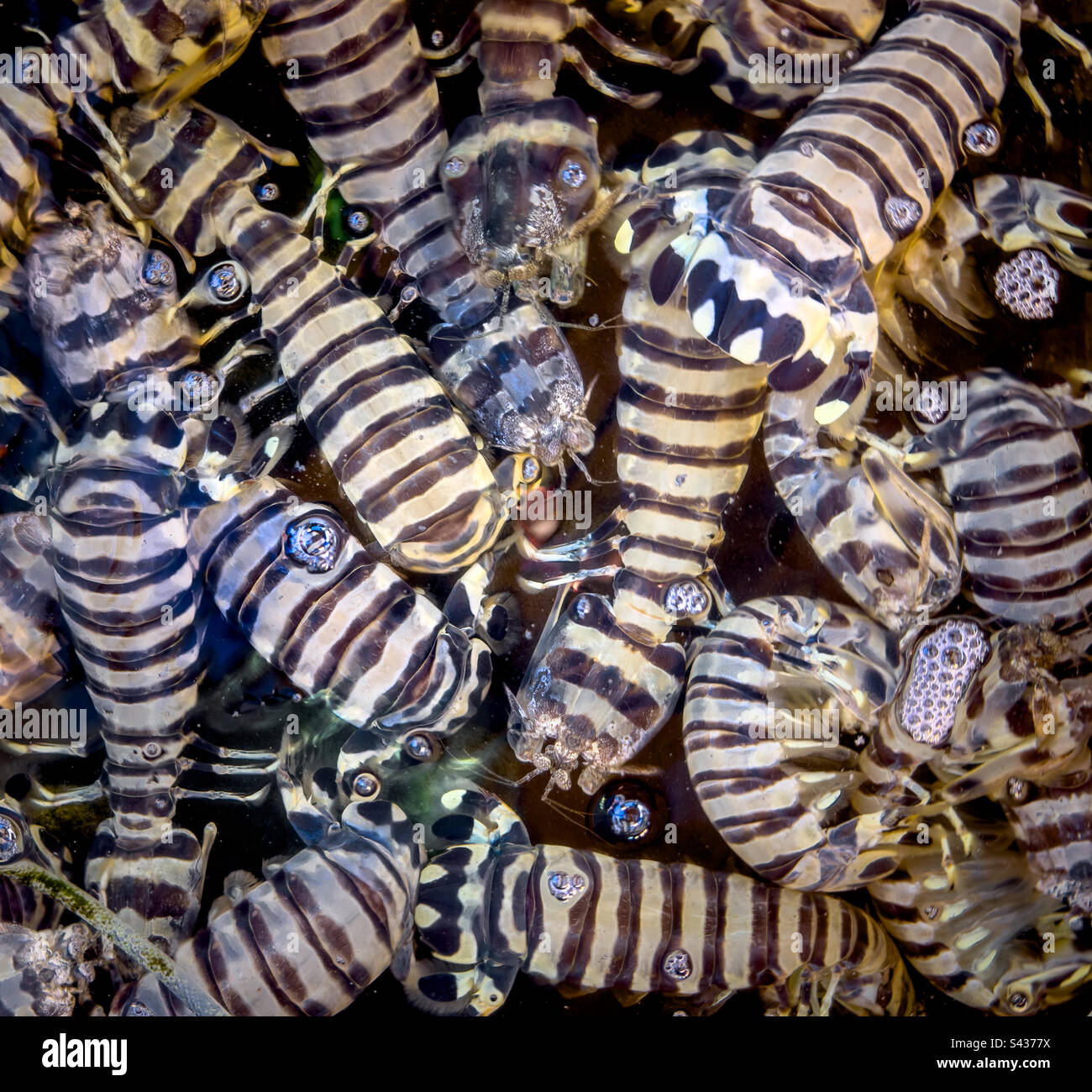 Live shrimp in local market - Smartphone Captured Stock Image