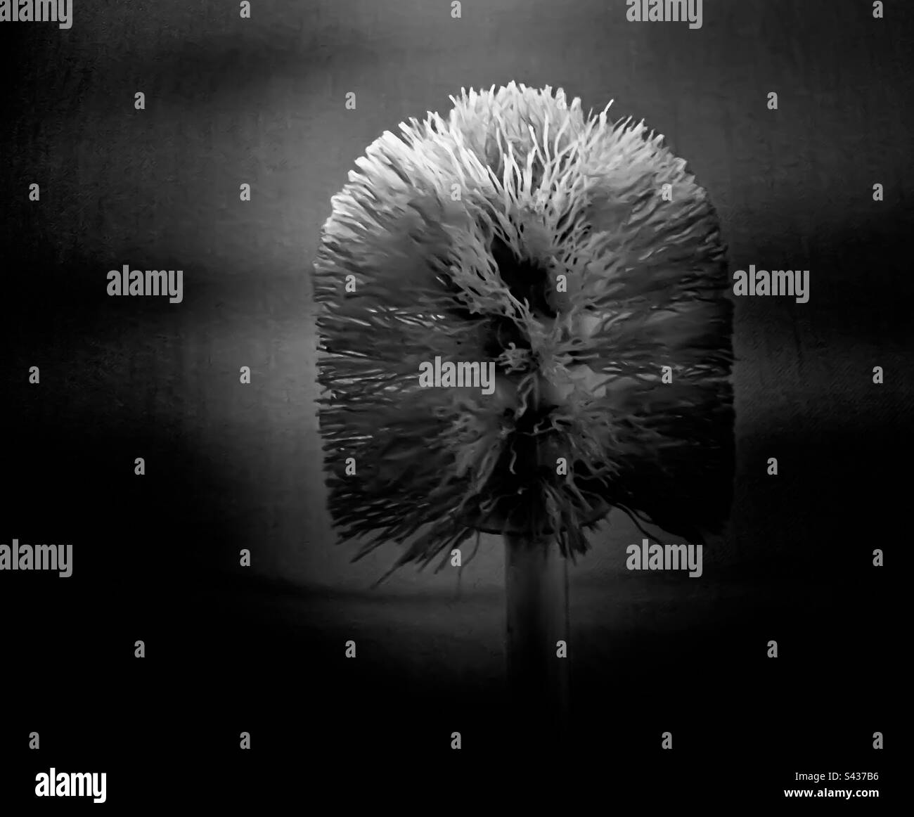 toilet bowl brush in the noir - Smartphone Captured Stock Image