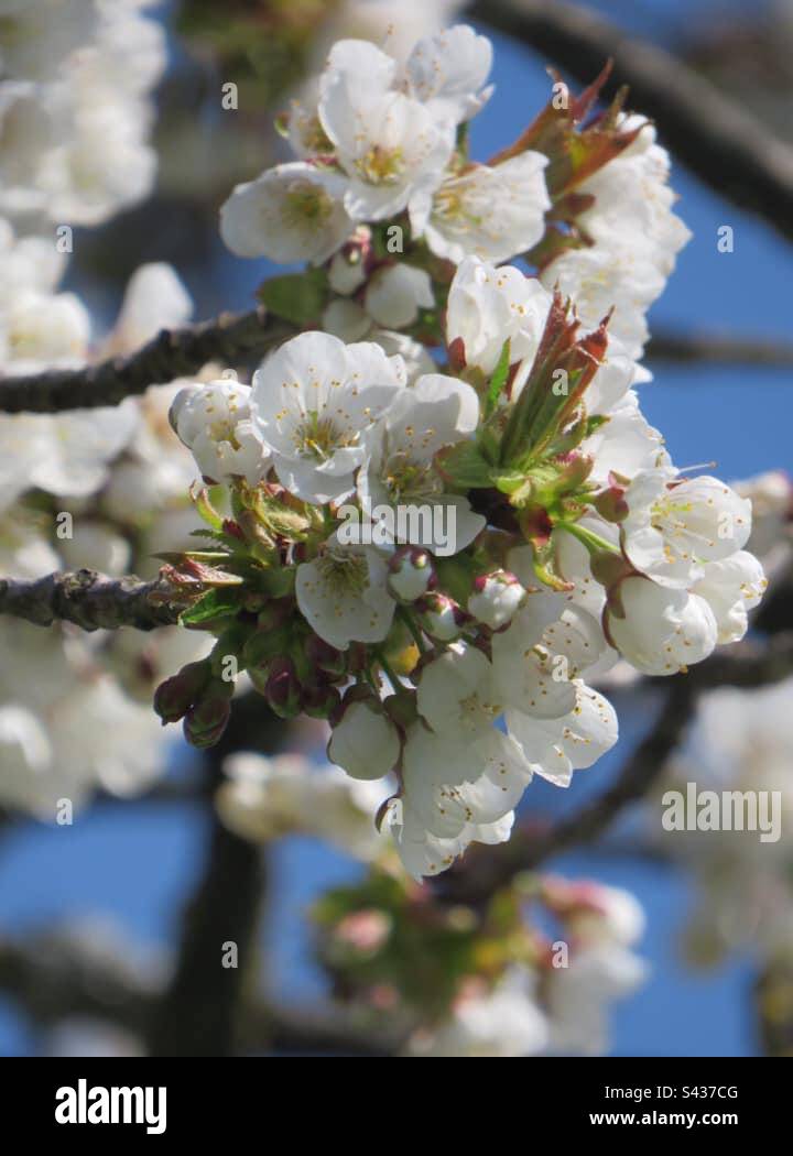 Cherry Blossom - Smartphone Captured Stock Image