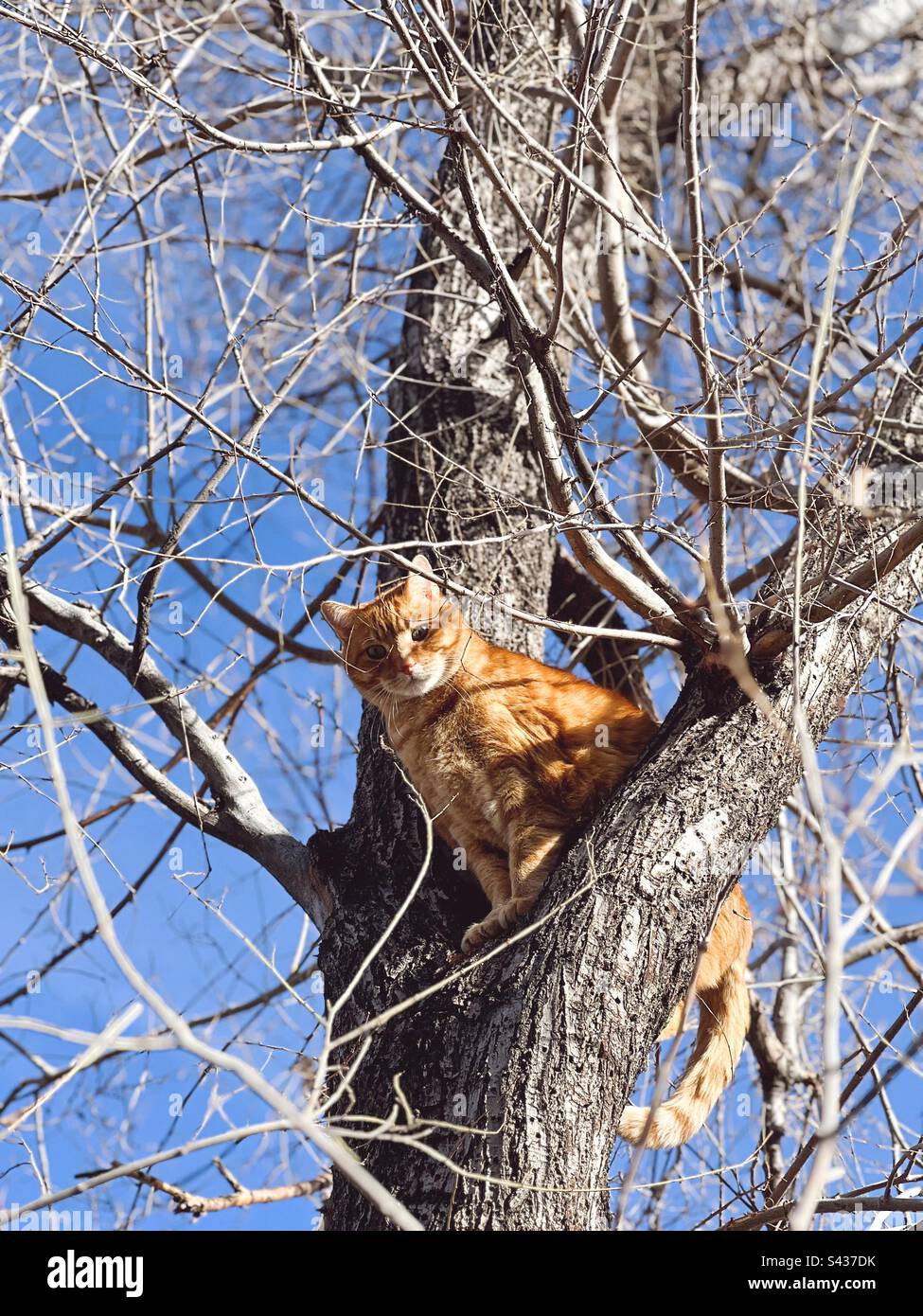 Orange cat stuck in a tree Stock Photo Alamy