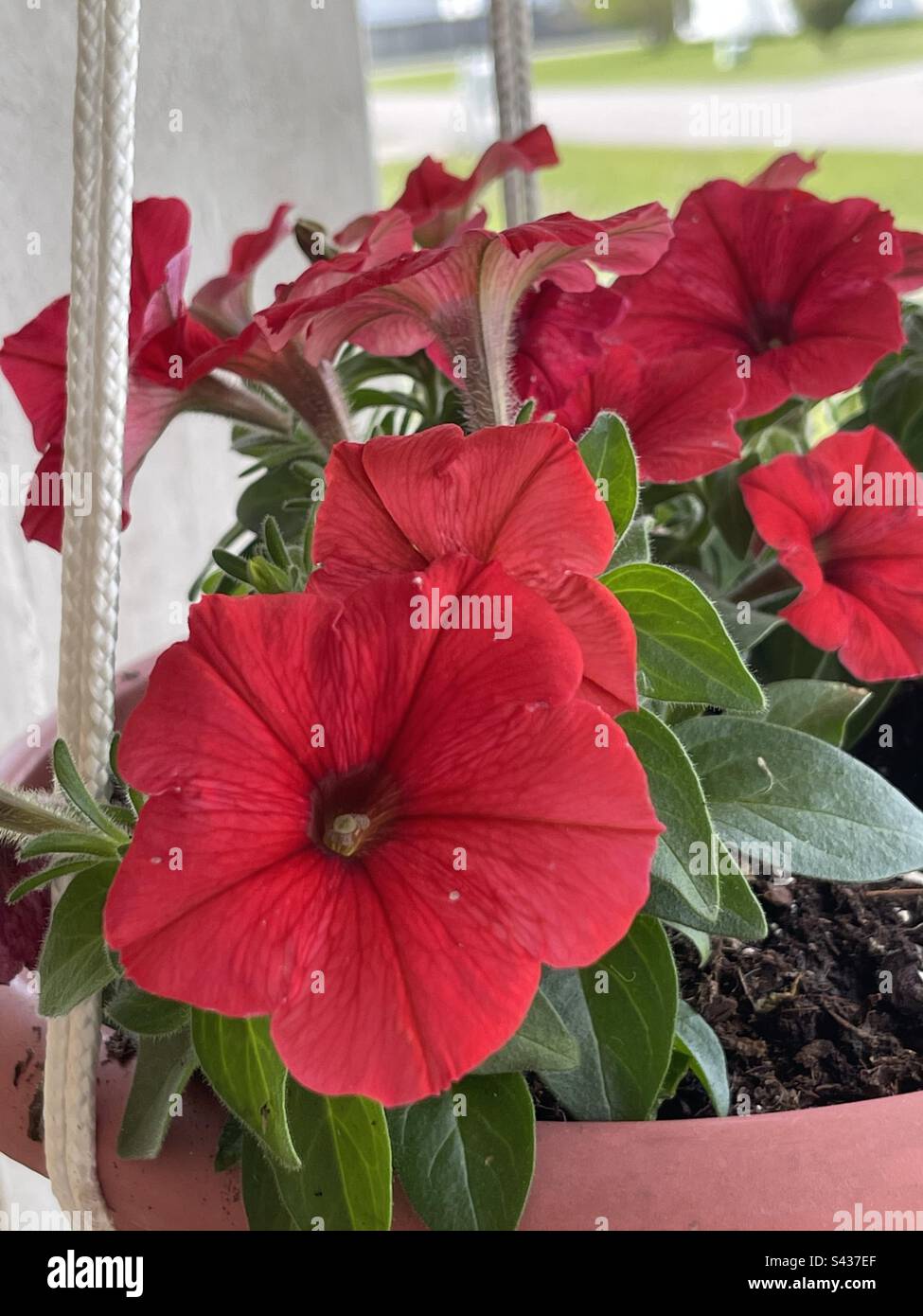 Red petunias in a hanging pot. Stock Photo