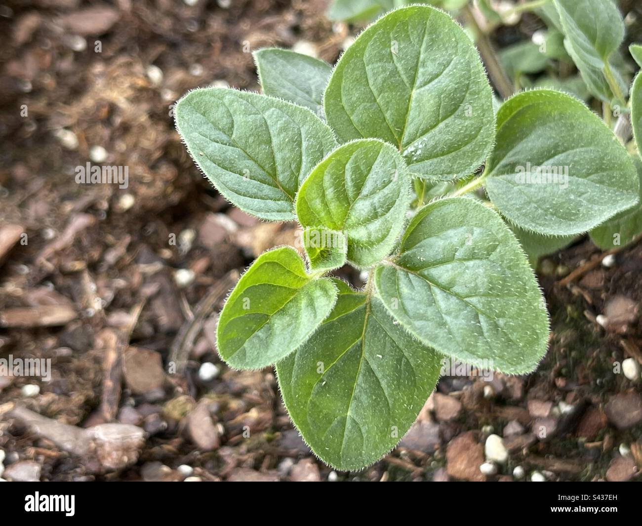 Greek Oregano in potting soil Stock Photo Alamy