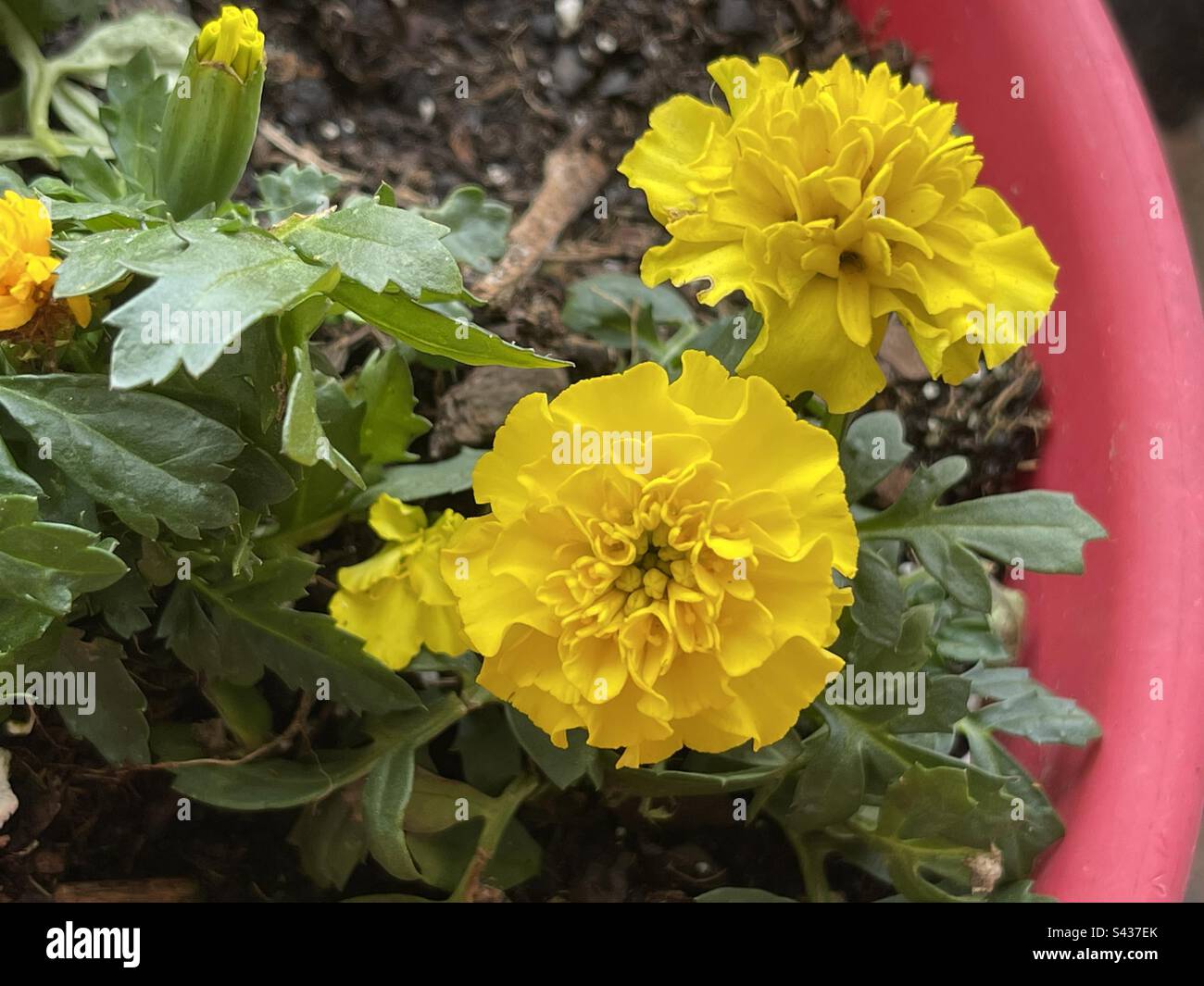 Yellow marigolds in a pint flower pot. Stock Photo