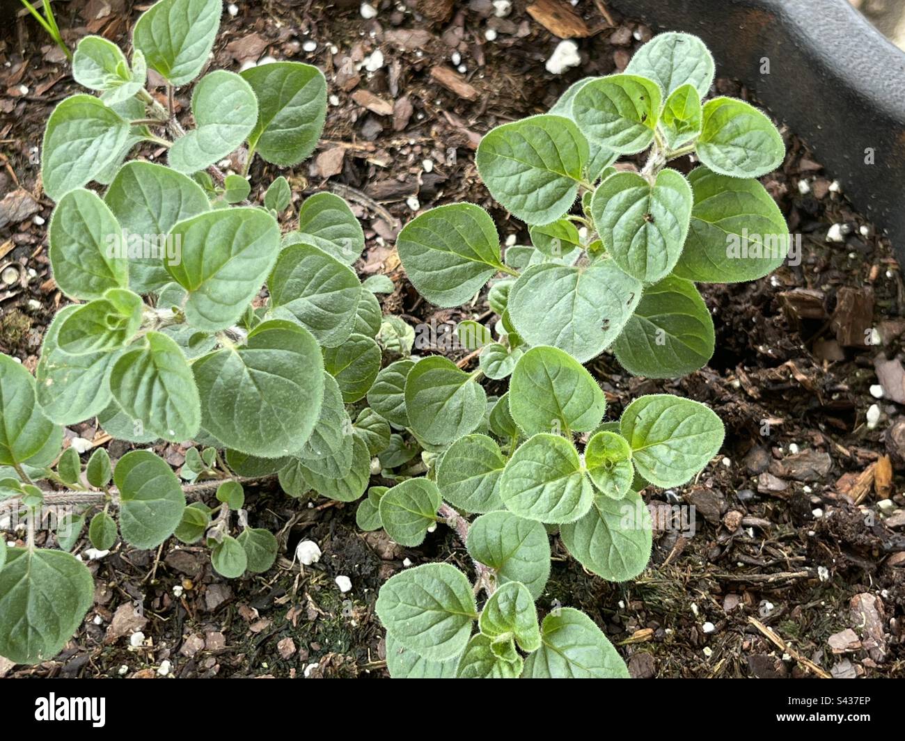 Greek Oregano plant in potting soil Stock Photo Alamy