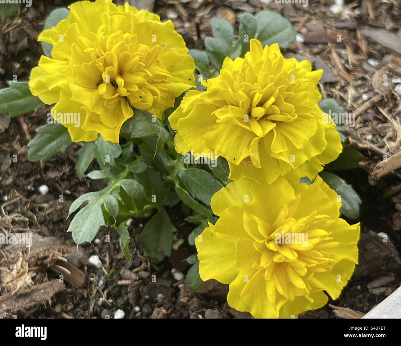 3 yellow marigolds in a pot of potting solid. Stock Photo