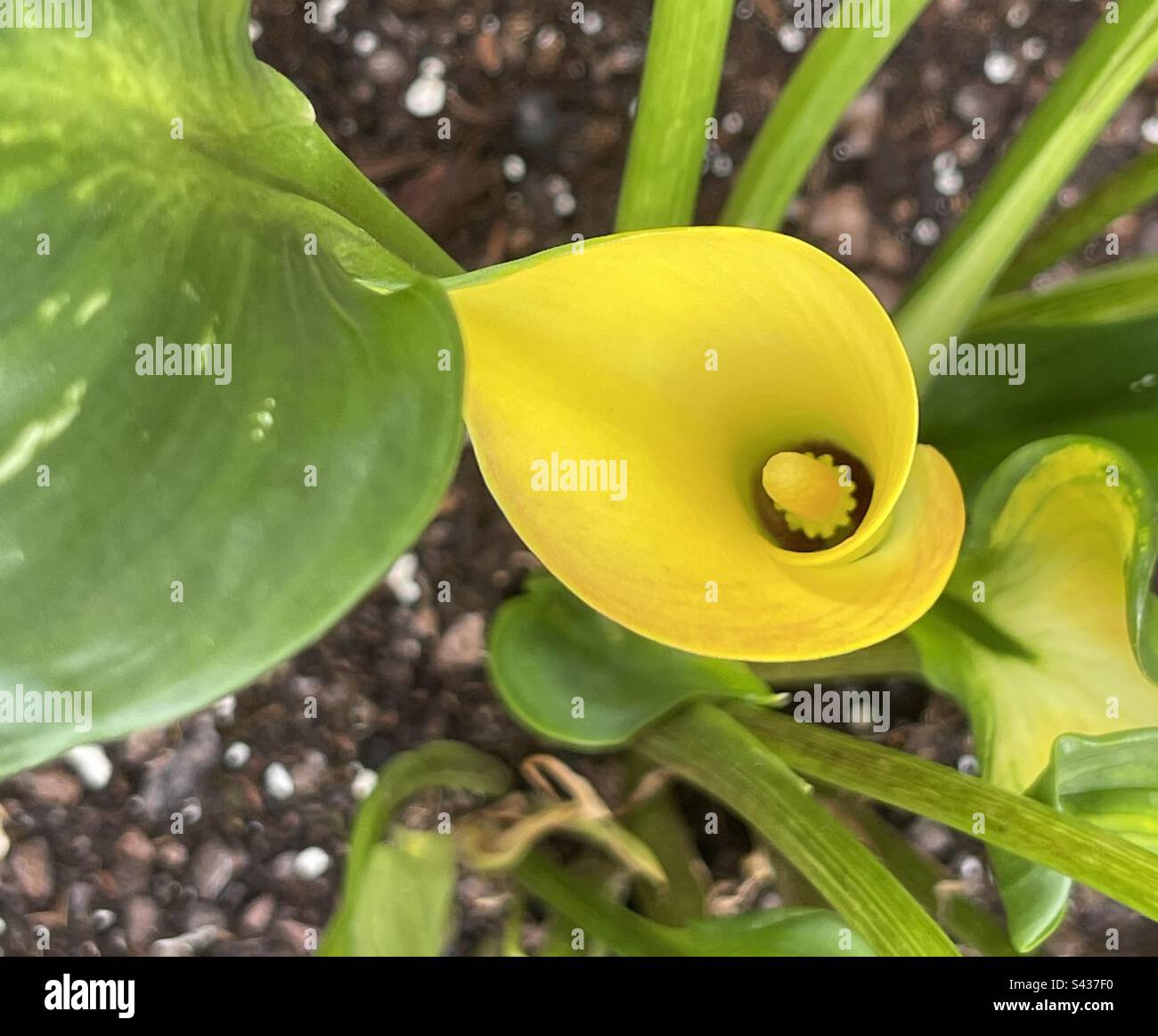 Yellow calla lily hires stock photography and images Alamy