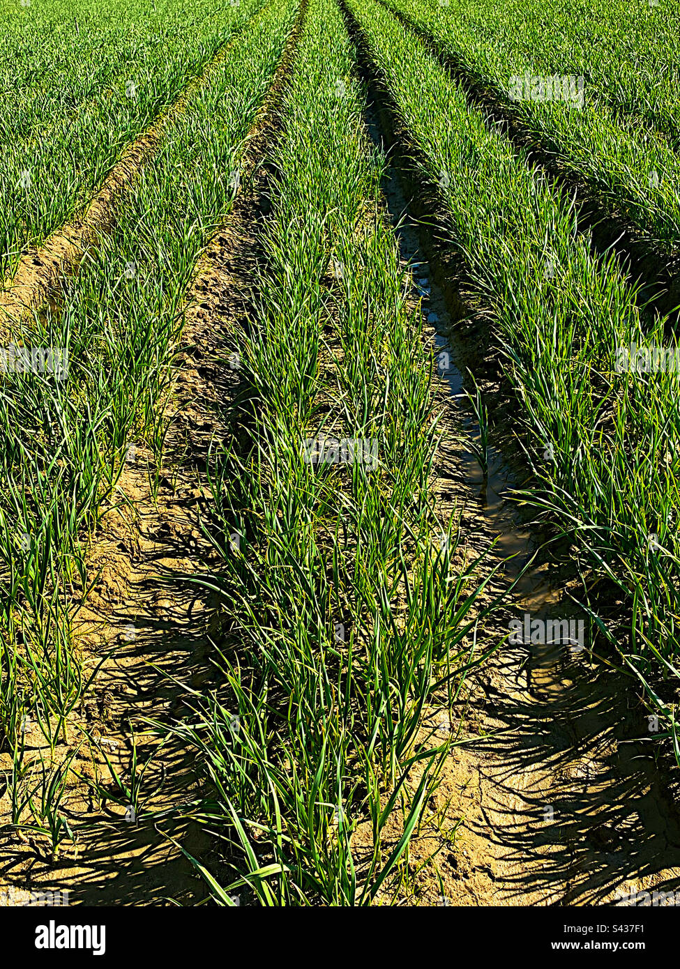 Rows of onions in a field - Smartphone Captured Stock Image