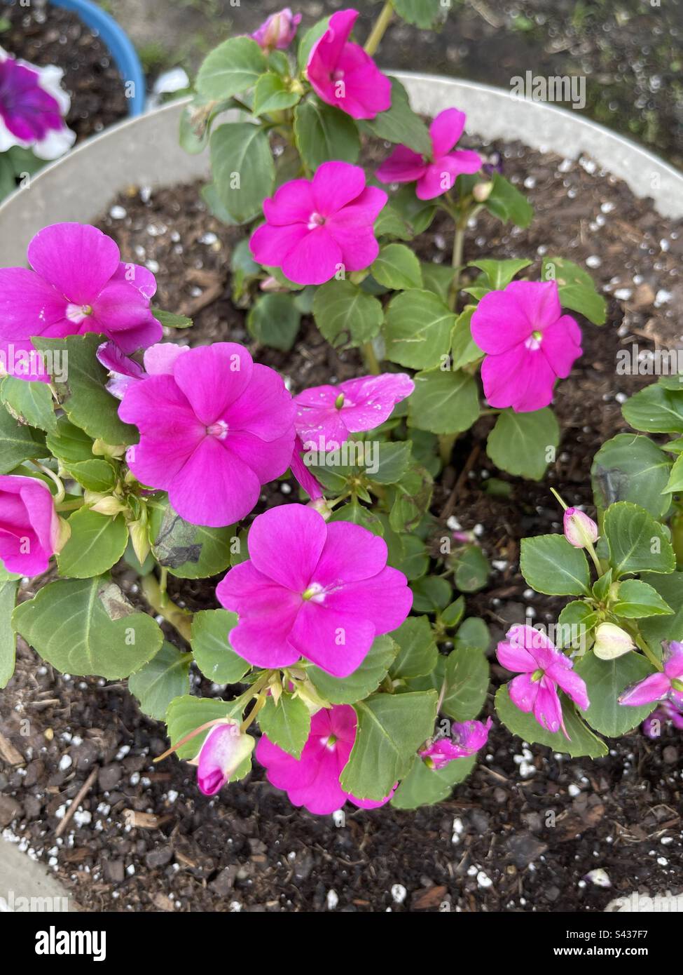 Flower pot full of pink impatiens. Stock Photo