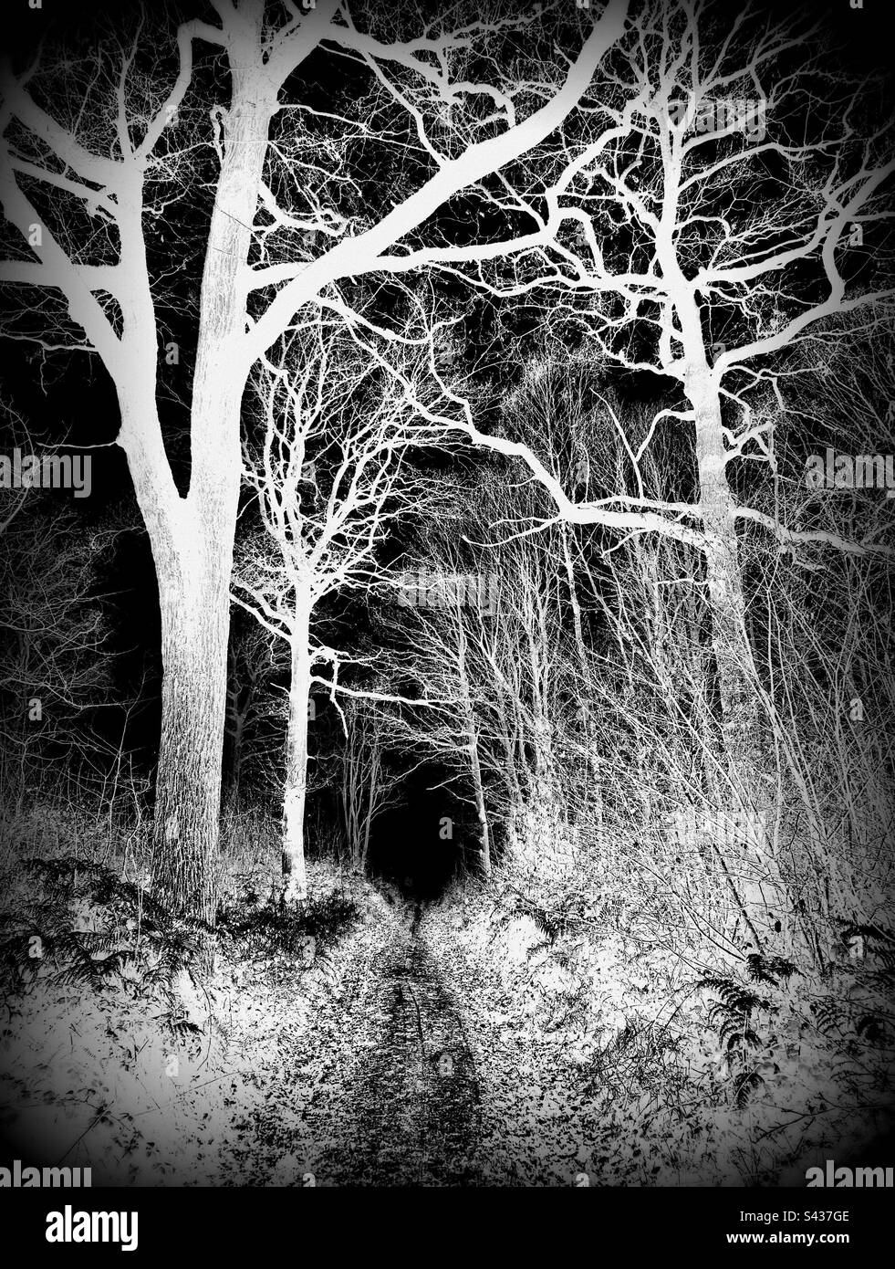 Dark woodland Stock Photo