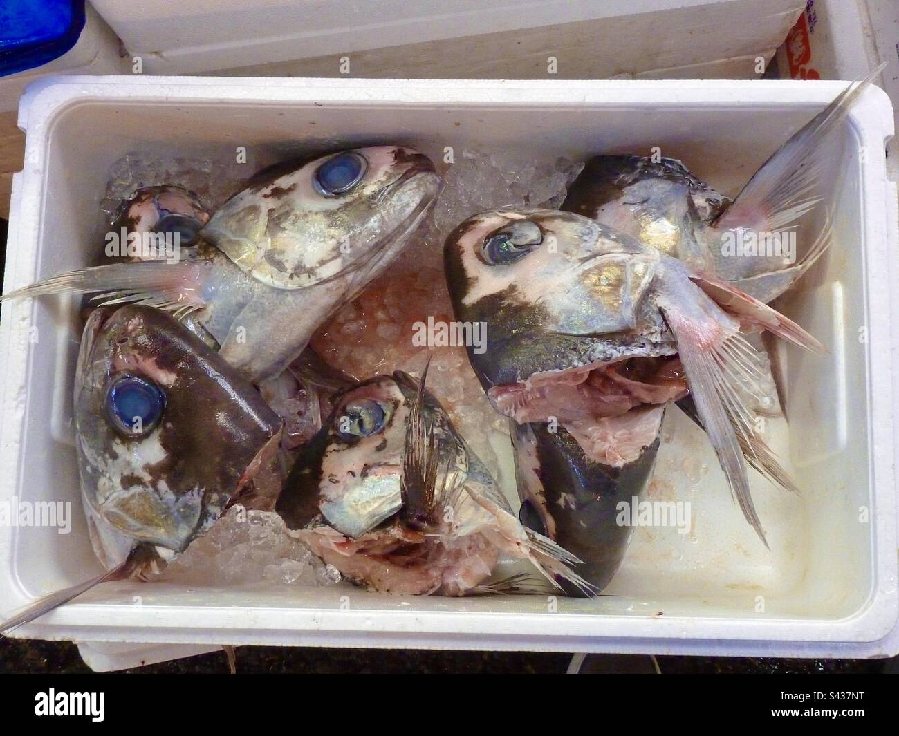 Polystyrene case of decapitated fish heads Stock Photo
