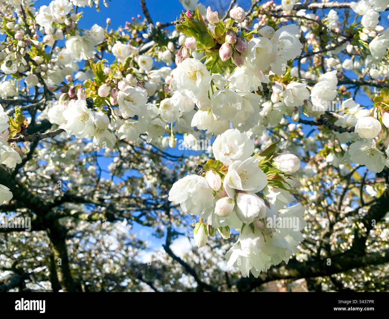 Close up of cherry tree blossom Stock Photo