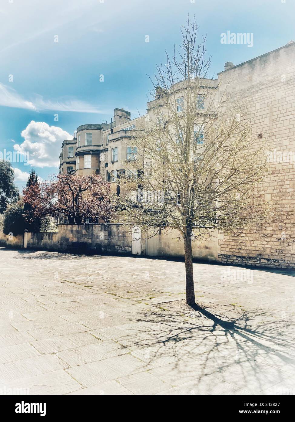 Single Tree, near Assembly Rooms, Bath Stock Photo Alamy