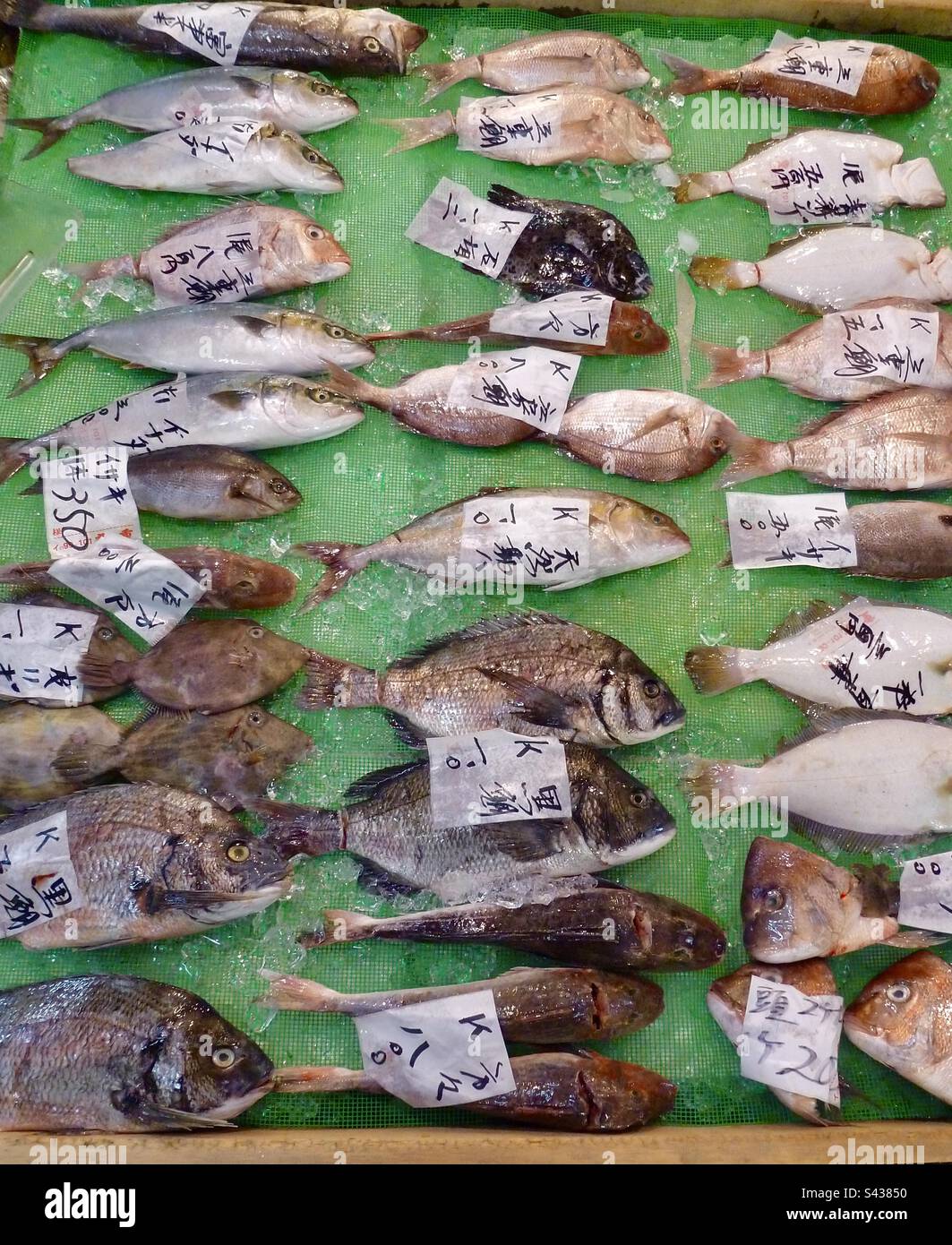 Large selection of fresh fish for sale at a Japanese seafood market in