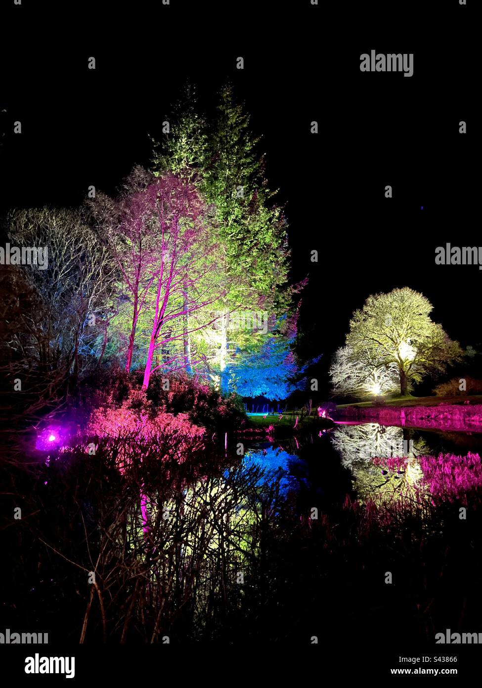Trees illuminated by colourful lights at night Stock Photo - Alamy