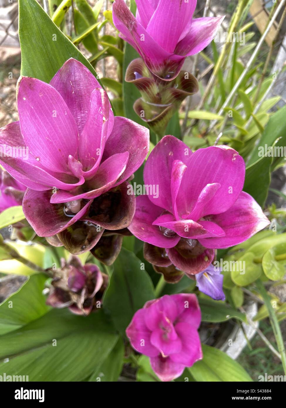Turmeric flower. Stock Photo