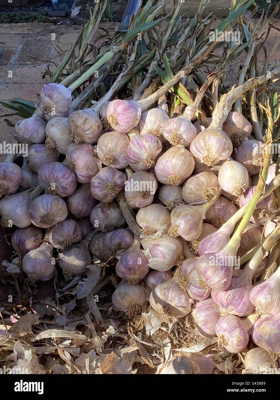 Garlic harvest on the farm Stock Photo Alamy