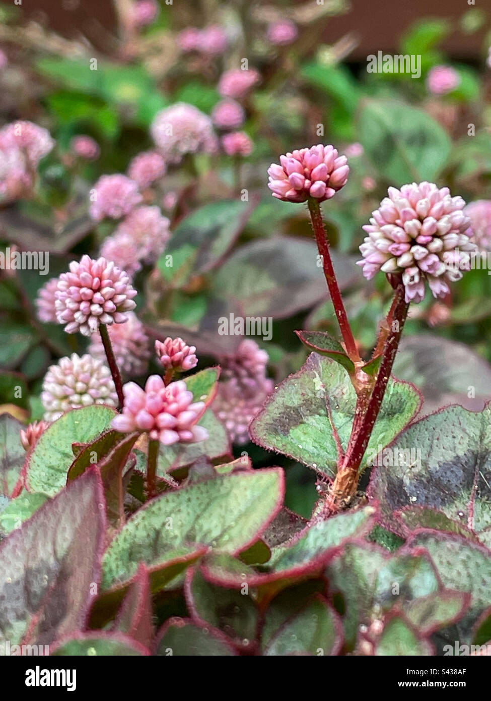 Pink clover - Smartphone Captured Stock Image