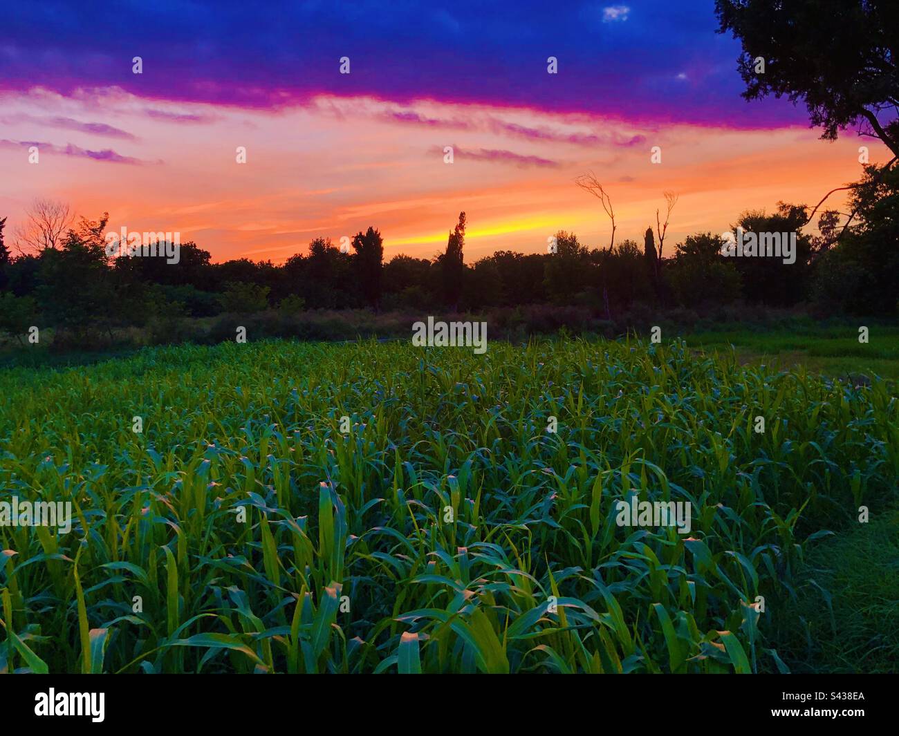 Colours of spring at dusk - Smartphone Captured Stock Image