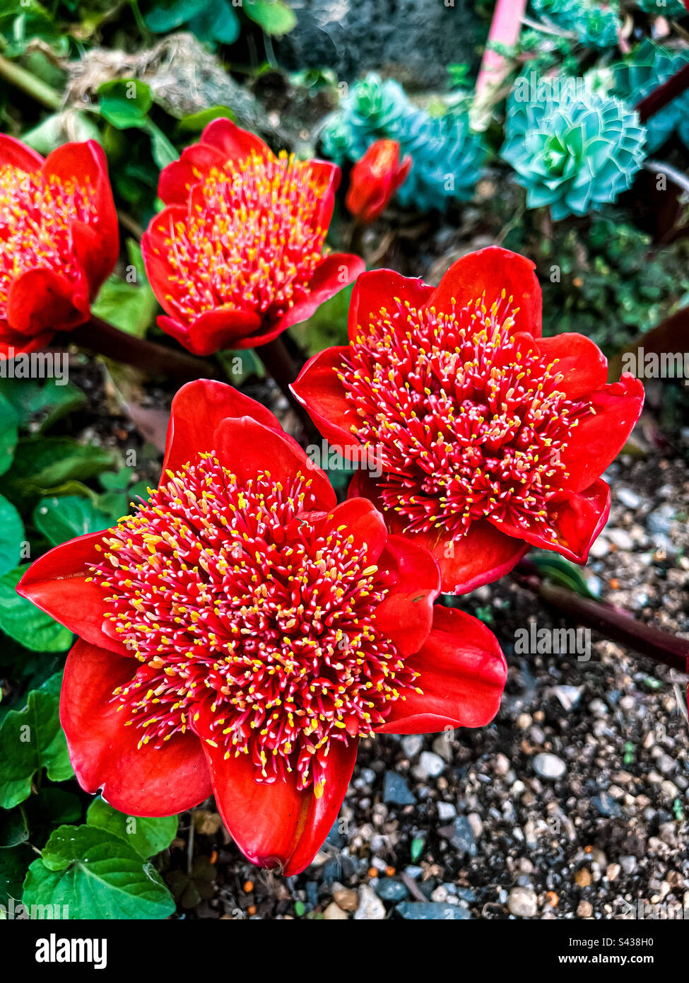 Haemanthus coccineus or the blood flower. Stock Photo