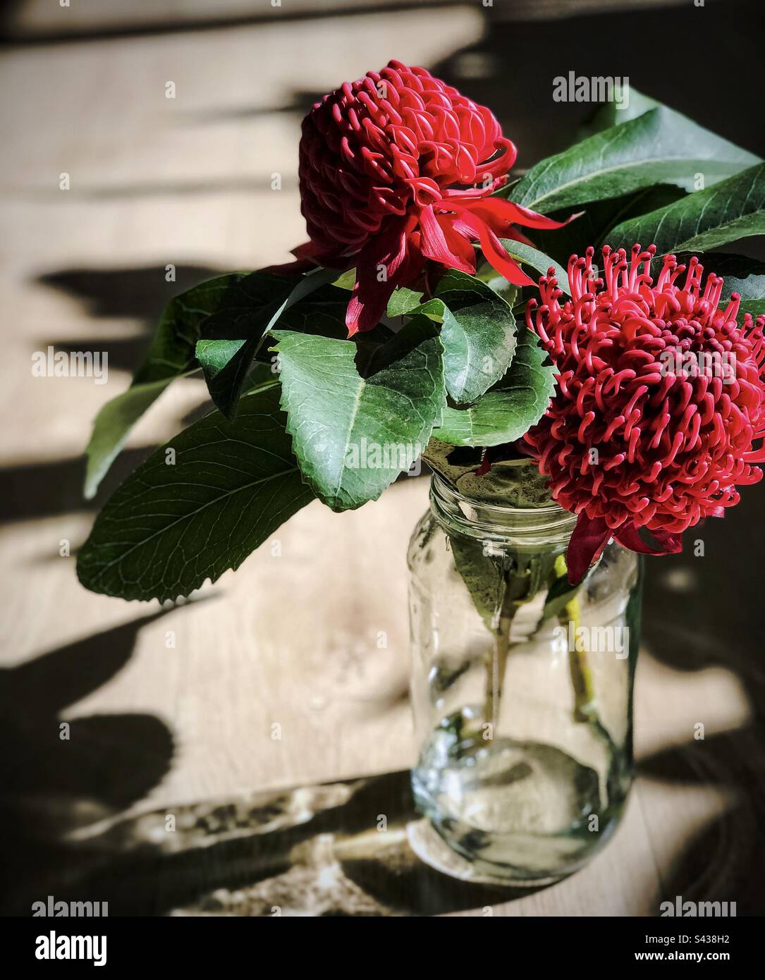 Close-up of two stalks of red waratah flowers, Telopea speciosissima,in a glass jar on shadow patterned wooden table. Stock Photo
