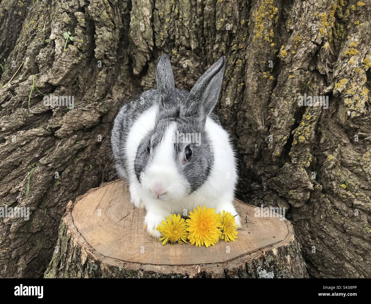 Pretty dutch rabbit photo Stock Photo Alamy