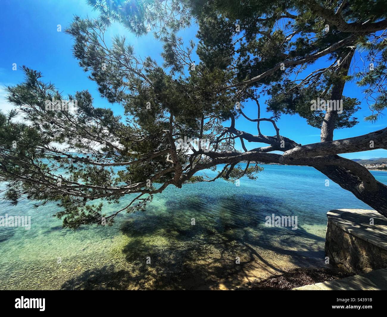 Pine tree on the coastline reflects in the sea water, Bay of Pollença, Mallorca - Smartphone Captured Stock Image