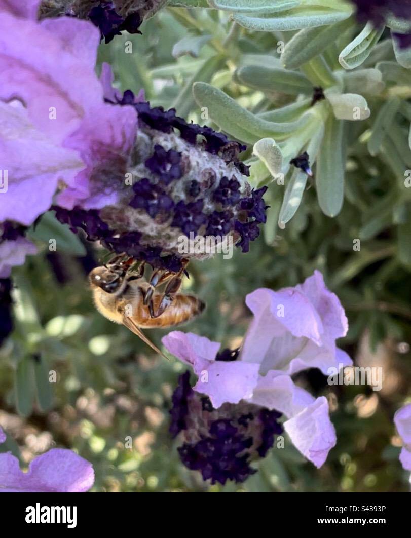 Honeybee on lavender - Smartphone Captured Stock Image