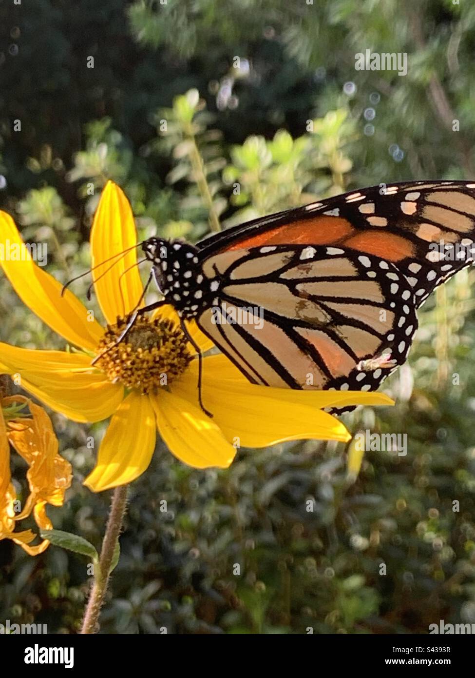 Monarch butterfly setting on a swamp Daisy Stock Photo