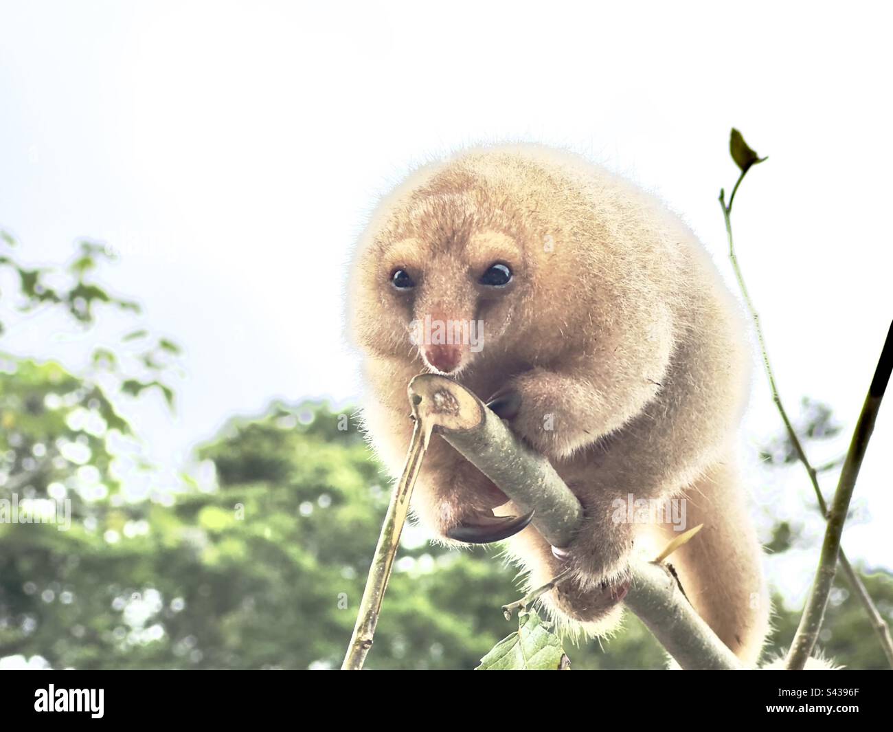 Pygmy anteater Stock Photo