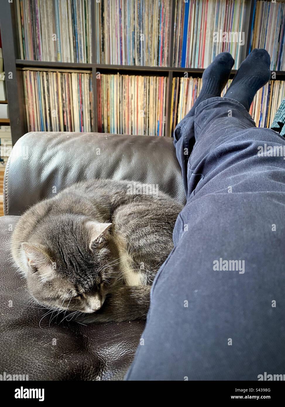A little house cat kitten curled up by the owners feet on a leather sofa in front of a family vinyl record collection chilling having a siesta - Smartphone Captured Stock Image