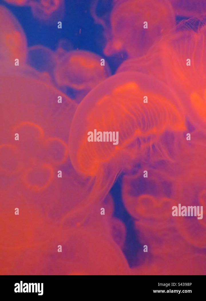 Jelly Fish at the Sea Life Den Haag! Netherlands! - Smartphone Captured Stock Image