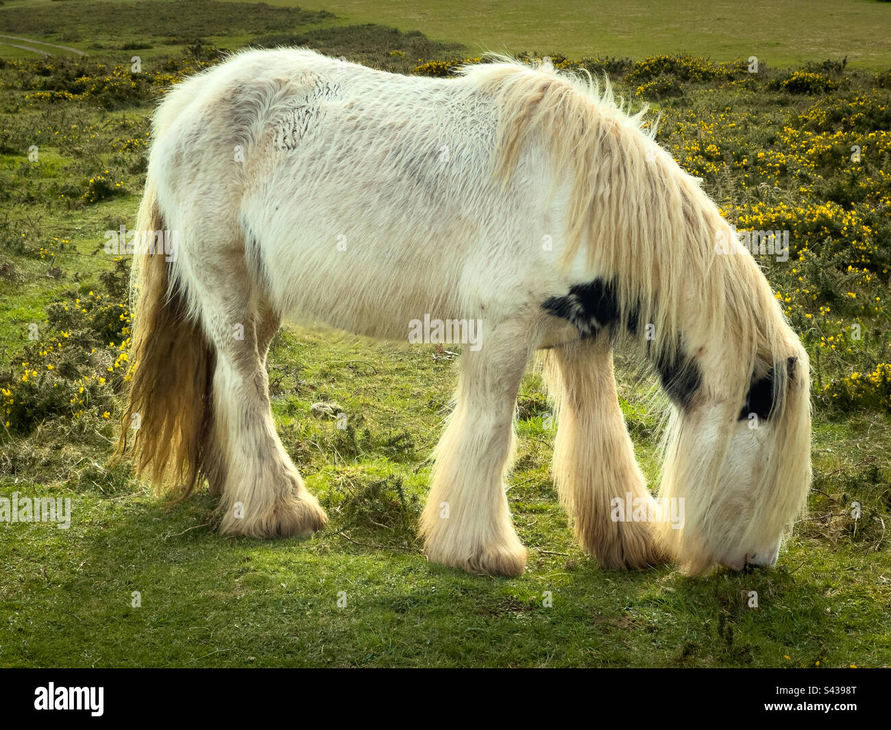Wild Gower Ponies Grazing Above Rhossili Bay, Gower Peninsula, Wales - Smartphone Captured Stock Image