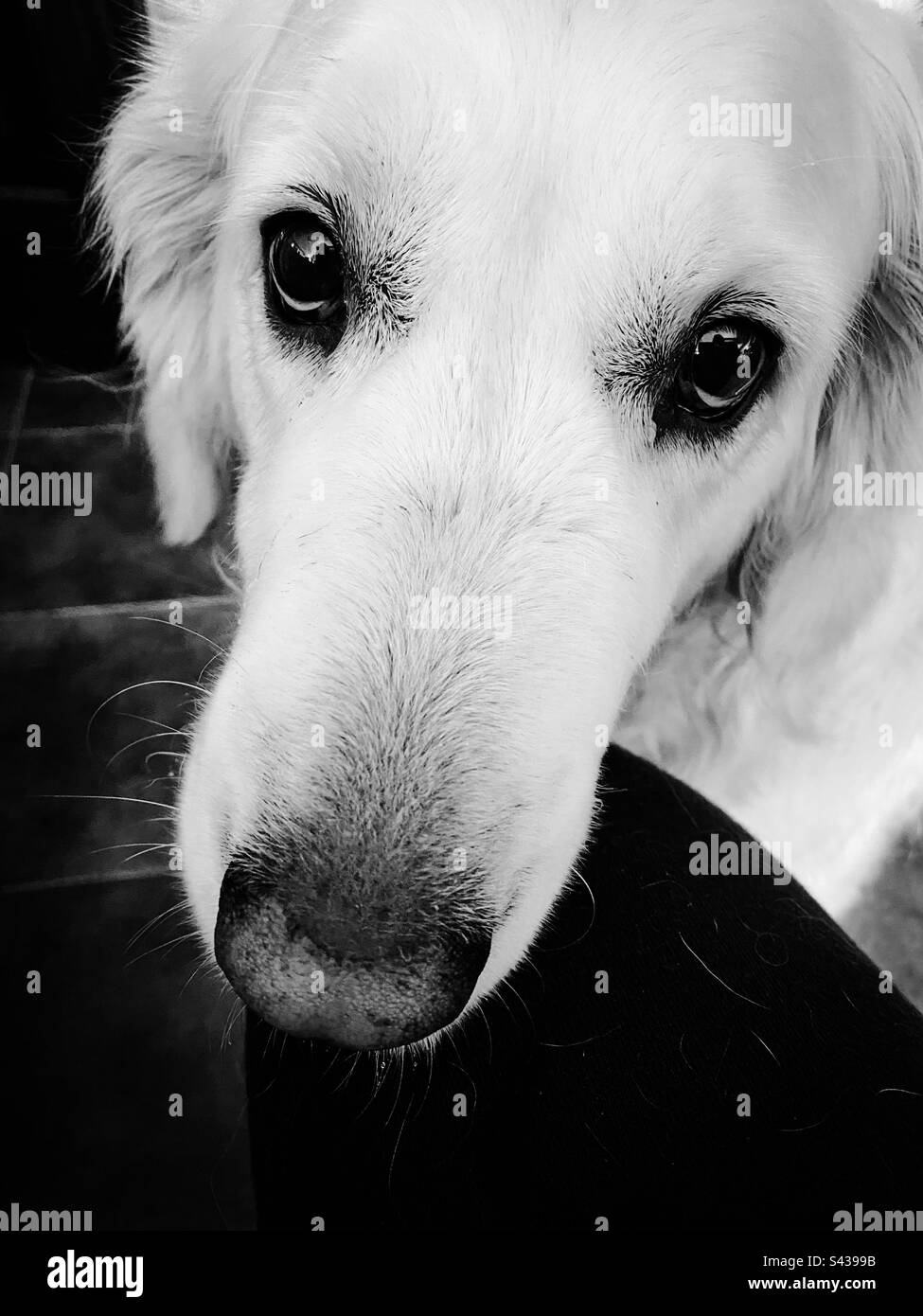 Golden retriever dog Stock Photo Alamy