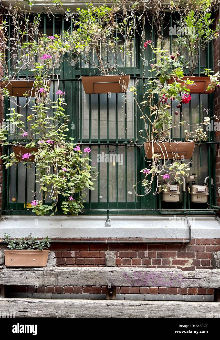 Vertical garden flower boxes over a window grille Stock Photo Alamy