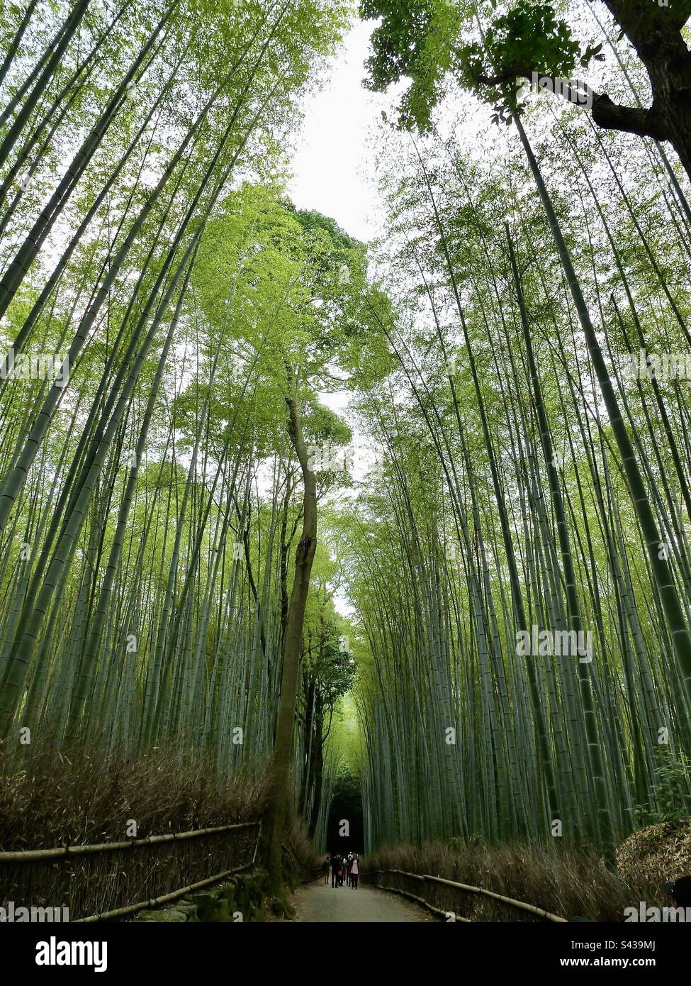 Extremely tall bamboo canes flank the footpath in the Kyoto bamboo grove, Japan Stock Photo