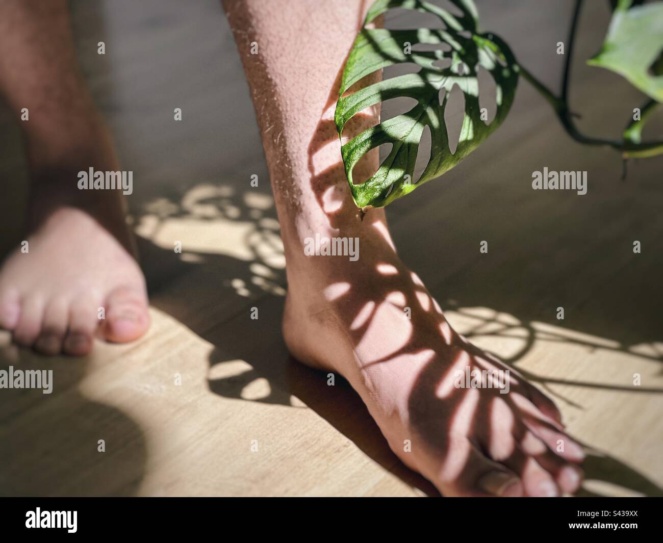 Low section of human legs and human feet with shadow pattern cast by Swiss Cheese plant also known as Monstera Adansonii plant on timber flooring. - Smartphone Captured Stock Image